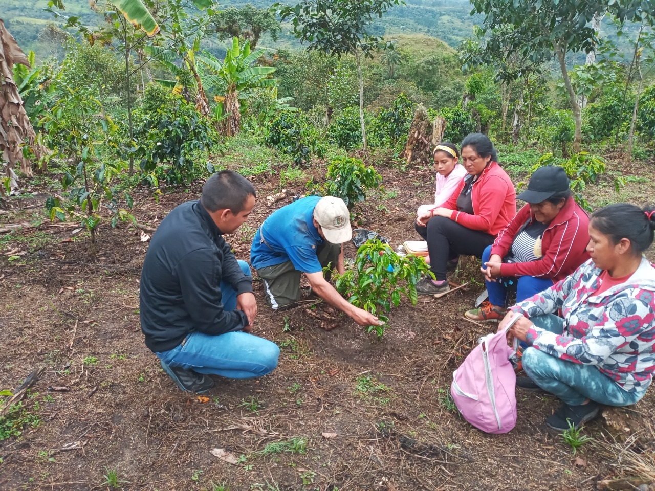 Nota Informativa - Escuela de Campo en Fertilización de Cafetales