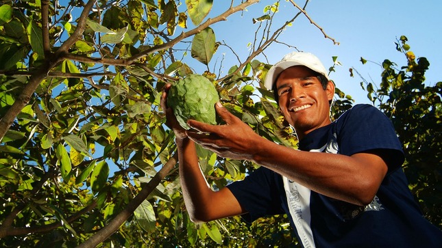 Agricultura familiar podrá exportar Chirimoya a Guatemala y Ecuador