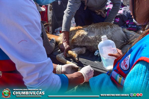 LA MUNICIPALIDAD PROVINCIAL DE CHUMBIVILCAS A TRAVÉS DE LA OFICINA DE GESTIÓN DEL RIESGO Y DESASTRES ACUDIÒ AL LUGAR DEL INCENDIO FORESTAL EN LA COMUNIDAD DE PFULLPURI PUENTE CCOYO.