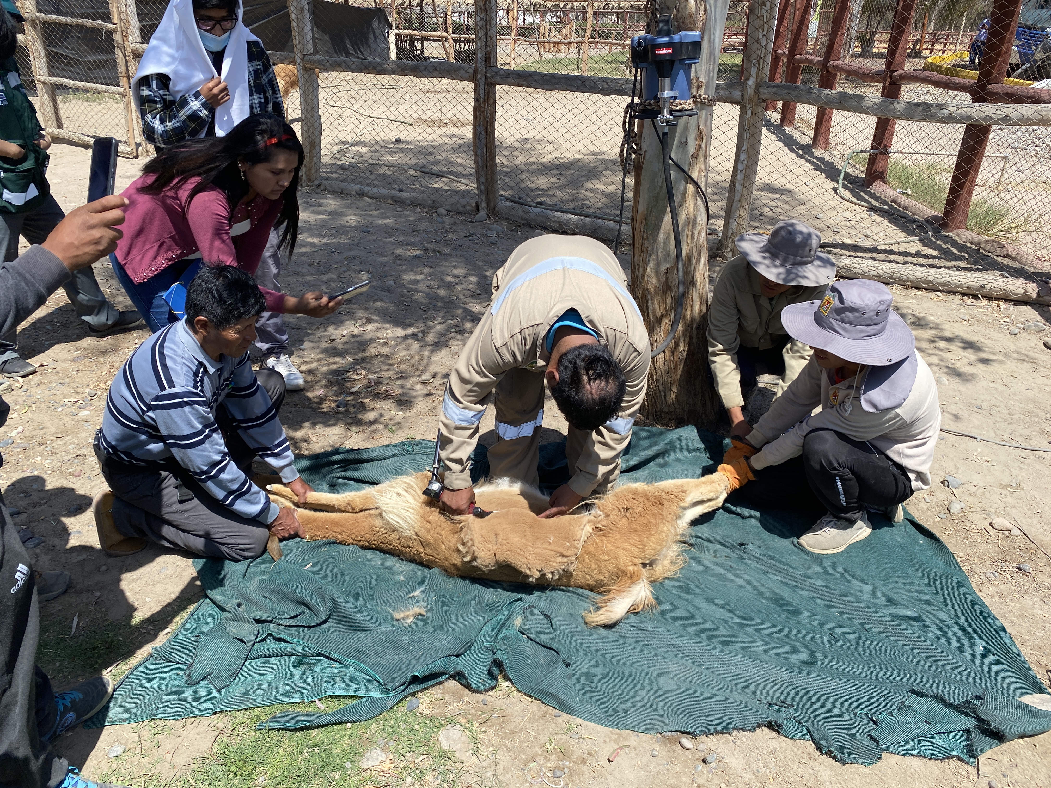 vicuñas 1