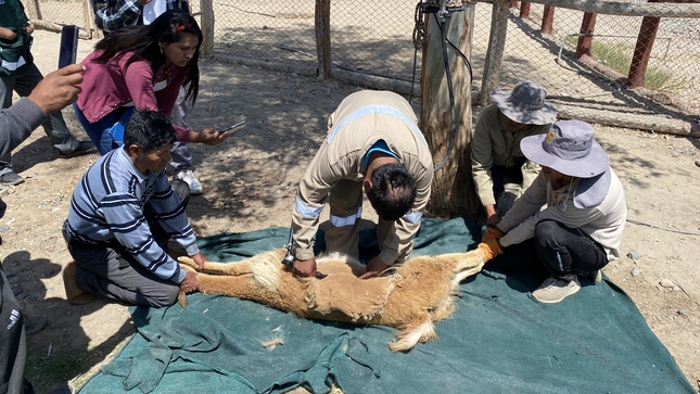 vicuñas 1