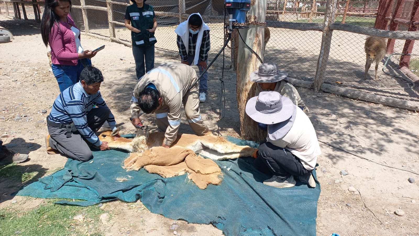 vicuñas 2
