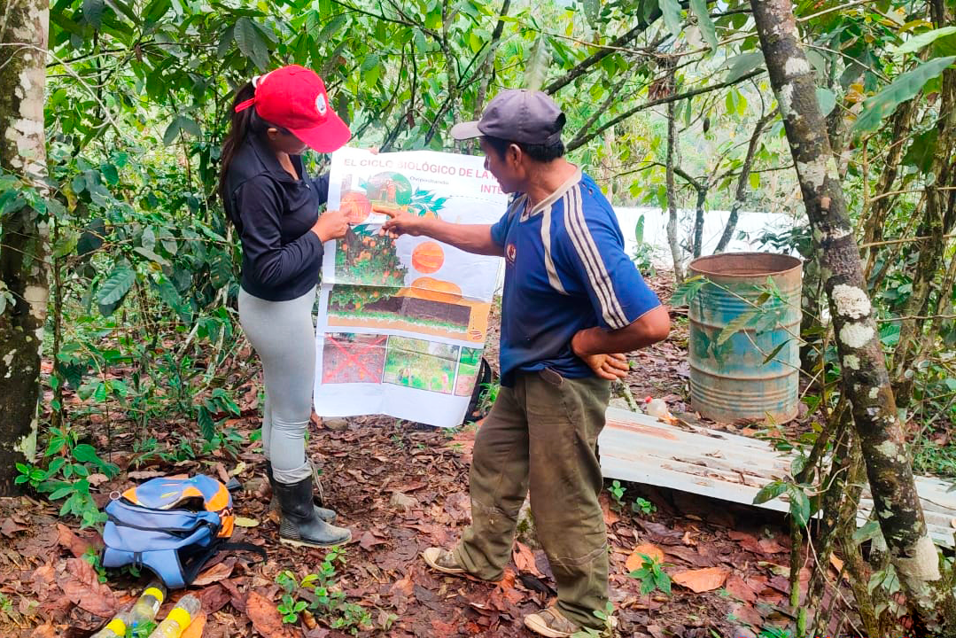 Conforman Comité de Sanidad Agraria para la erradicación de mosca de la fruta en el VRAE