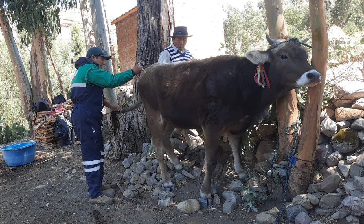 Proyecto Bovino promueve mejoramiento genético en 4 distritos de Huanca Sancos