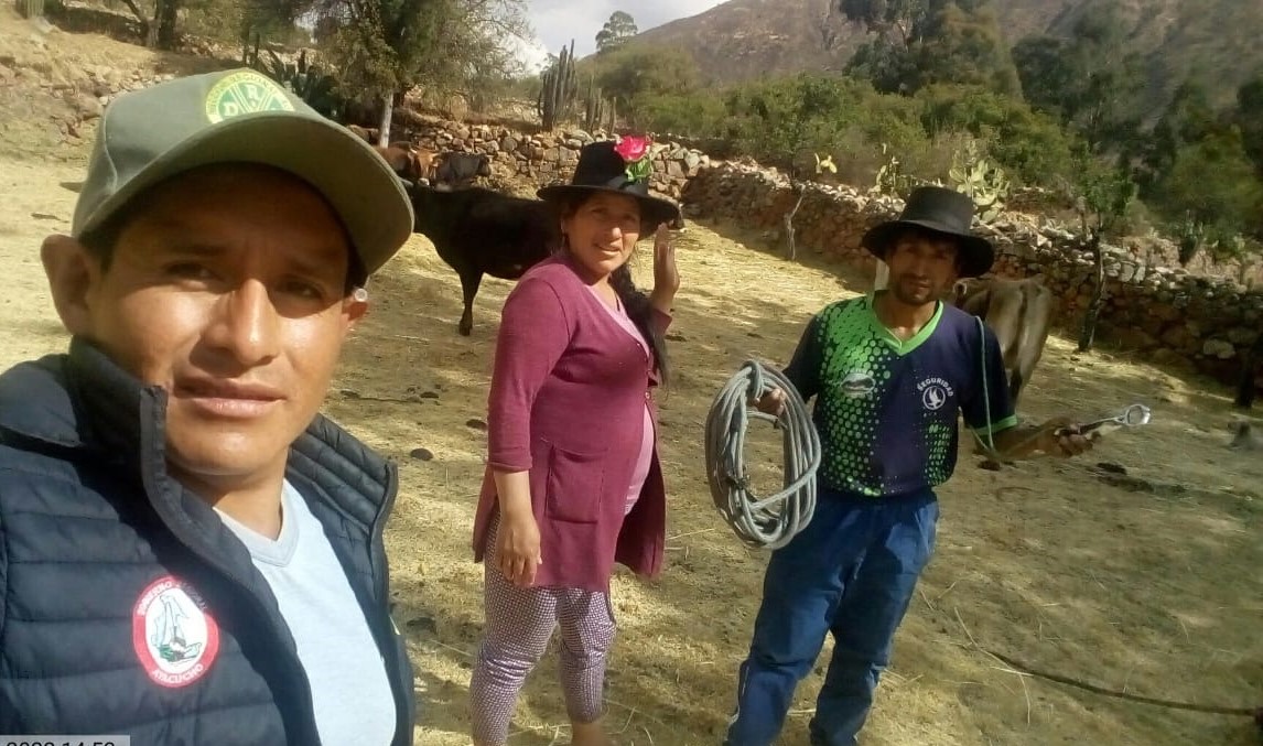 Proyecto Bovino promueve mejoramiento genético en 4 distritos de Huanca Sancos