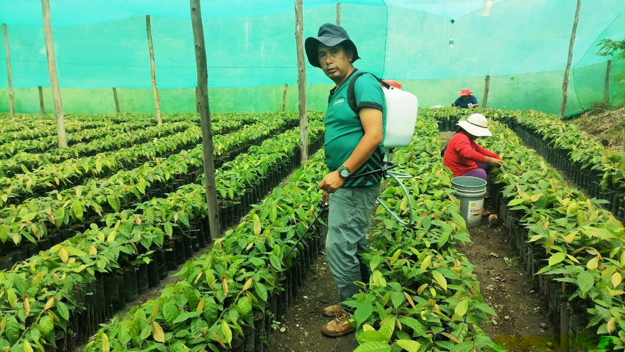 Gobierno Regional de Ayacucho produce más de 140 mil plantones de café y cacao en Huanta