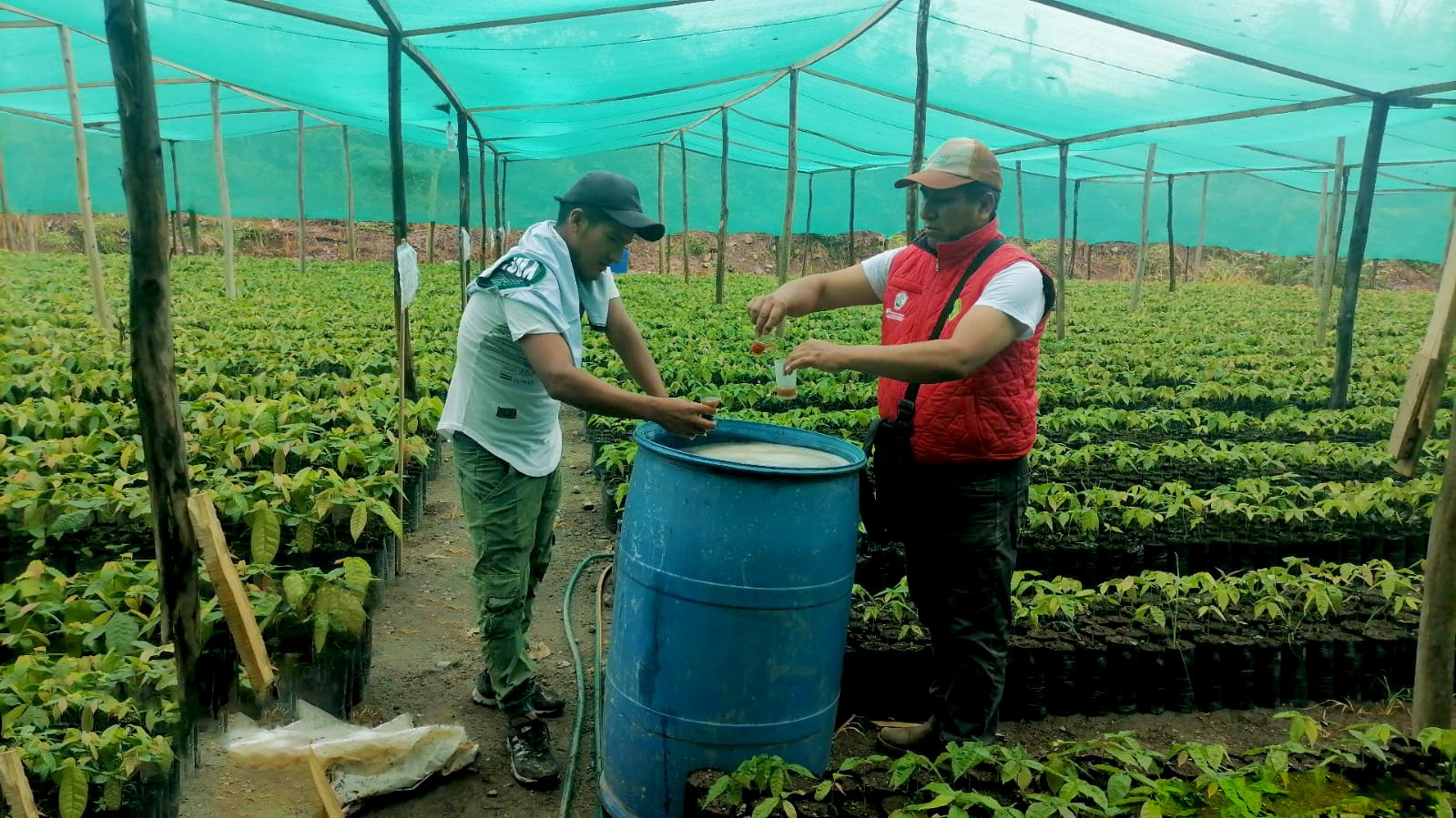 Gobierno Regional de Ayacucho produce más de 140 mil plantones de café y cacao en Huanta
