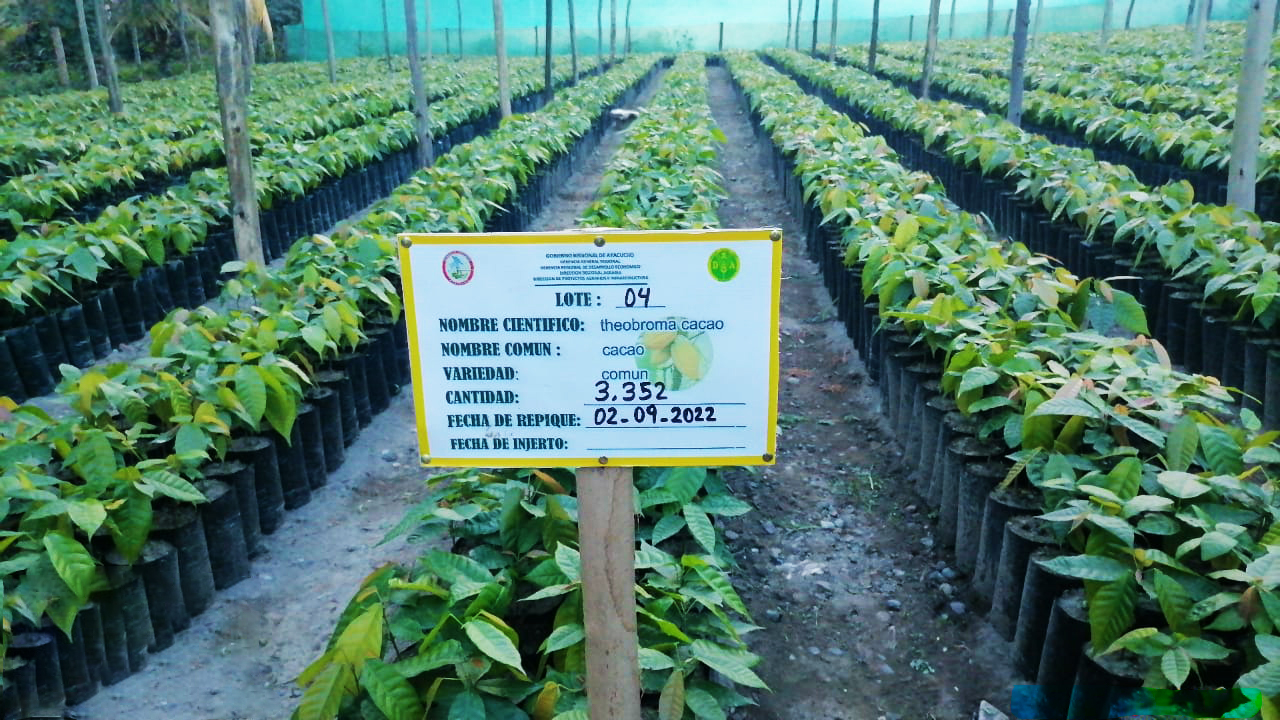 Gobierno Regional de Ayacucho produce más de 140 mil plantones de café y cacao en Huanta