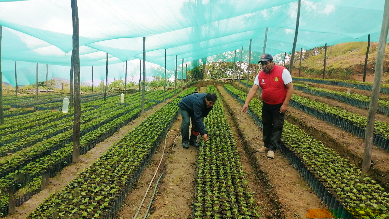 Gobierno Regional de Ayacucho produce más de 140 mil plantones de café y cacao en Huanta