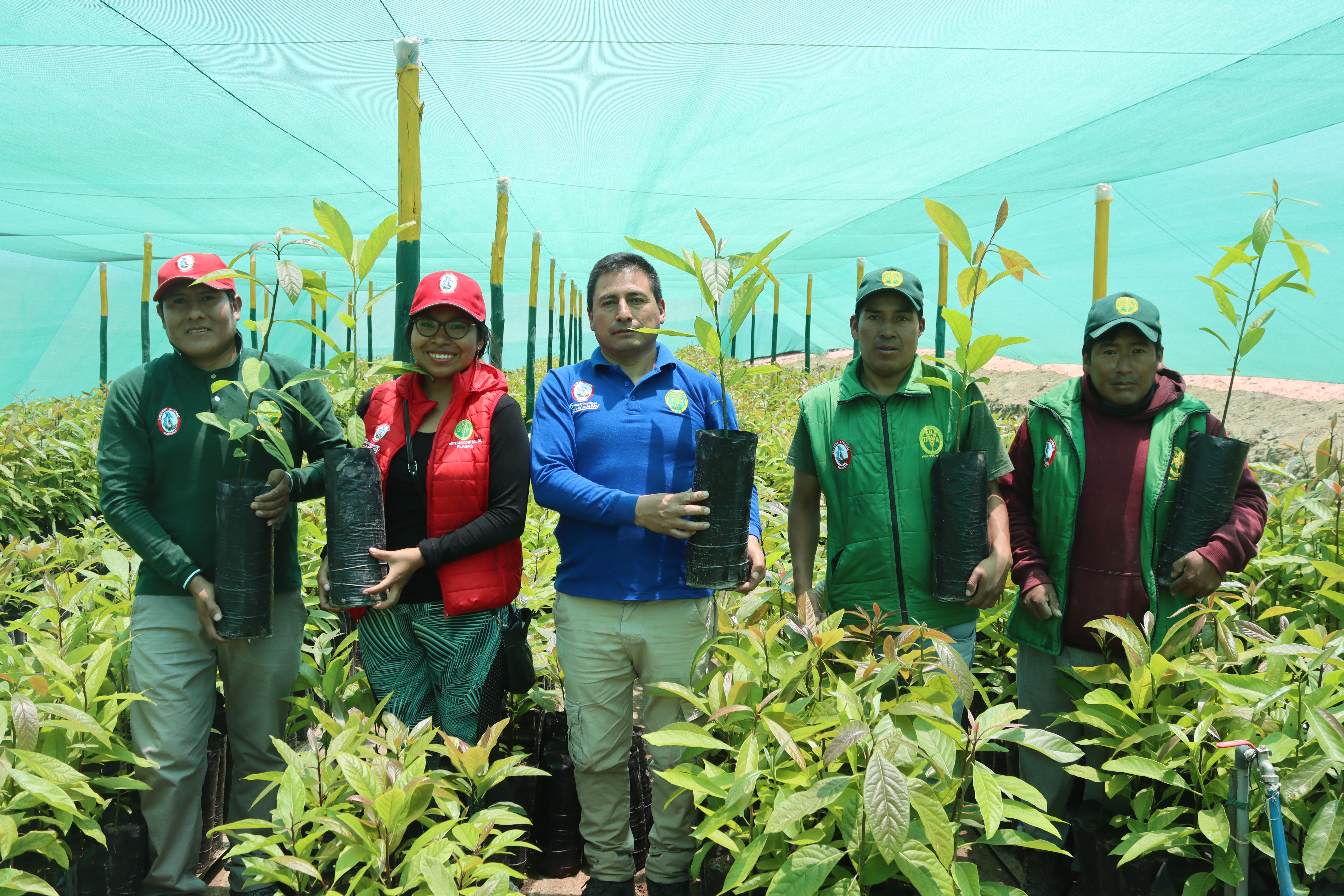 Avanza la asistencia técnica para mejorar el crecimiento óptimo de plantones de palto en Saisa