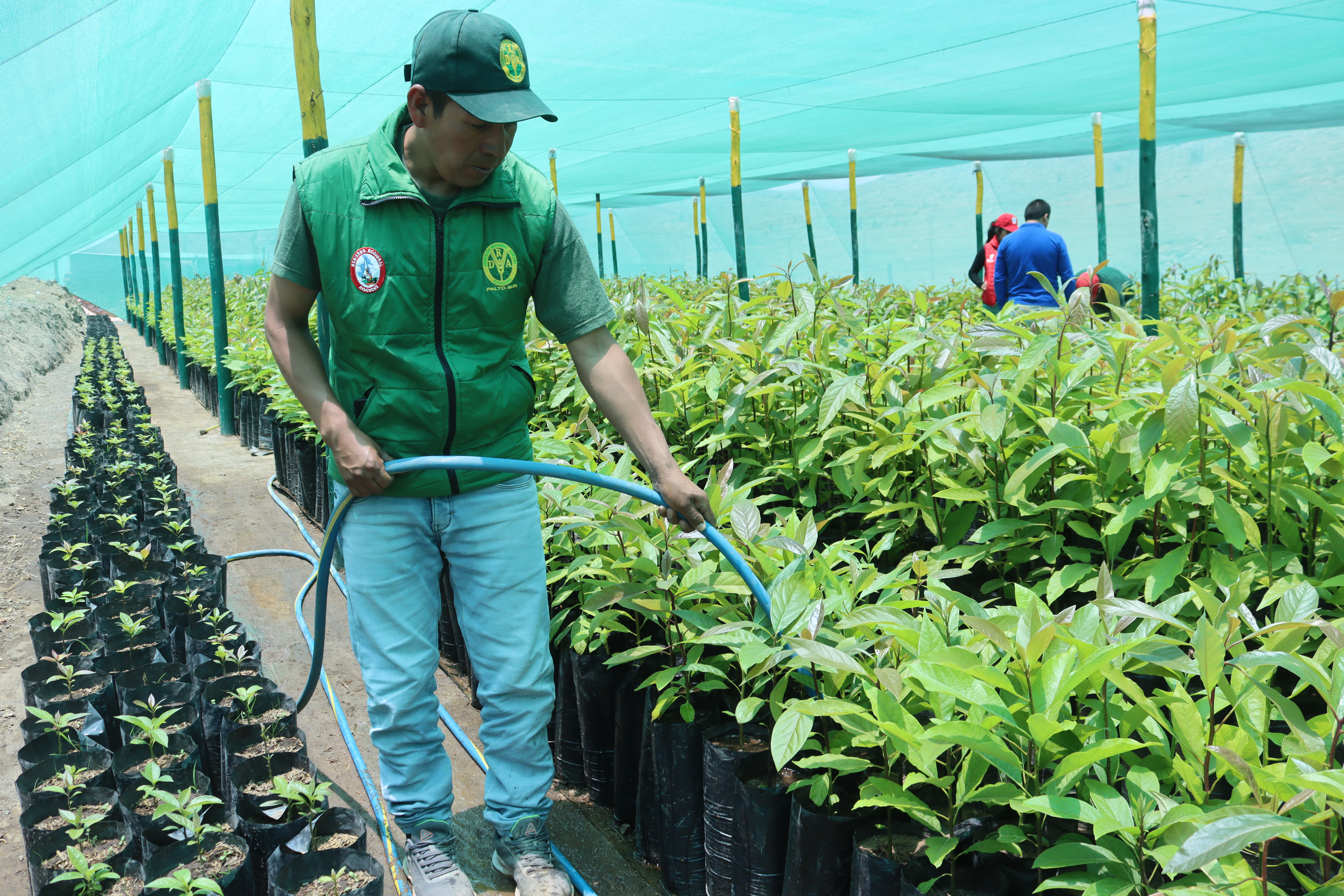 Avanza la asistencia técnica para mejorar el crecimiento óptimo de plantones de palto en Saisa