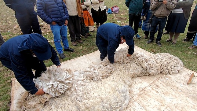 Inacal promueve uso de 14 normas técnicas peruanas para mejorar la calidad de la fibra de alpaca