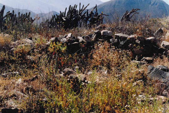 Ministerio de Cultura realizó el saneamiento físico legal del Sitio Arqueológico Putushina en Arequipa