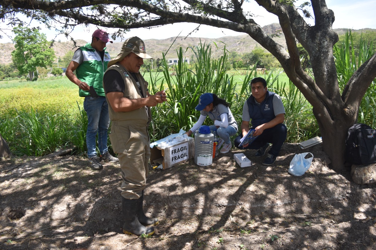 Transferencia de embriones en ganado bovino