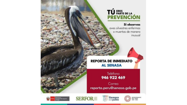 Si observas aves silvestres heridas o muertas, no los toques, no los manipules o entres en contacto con ellas. 