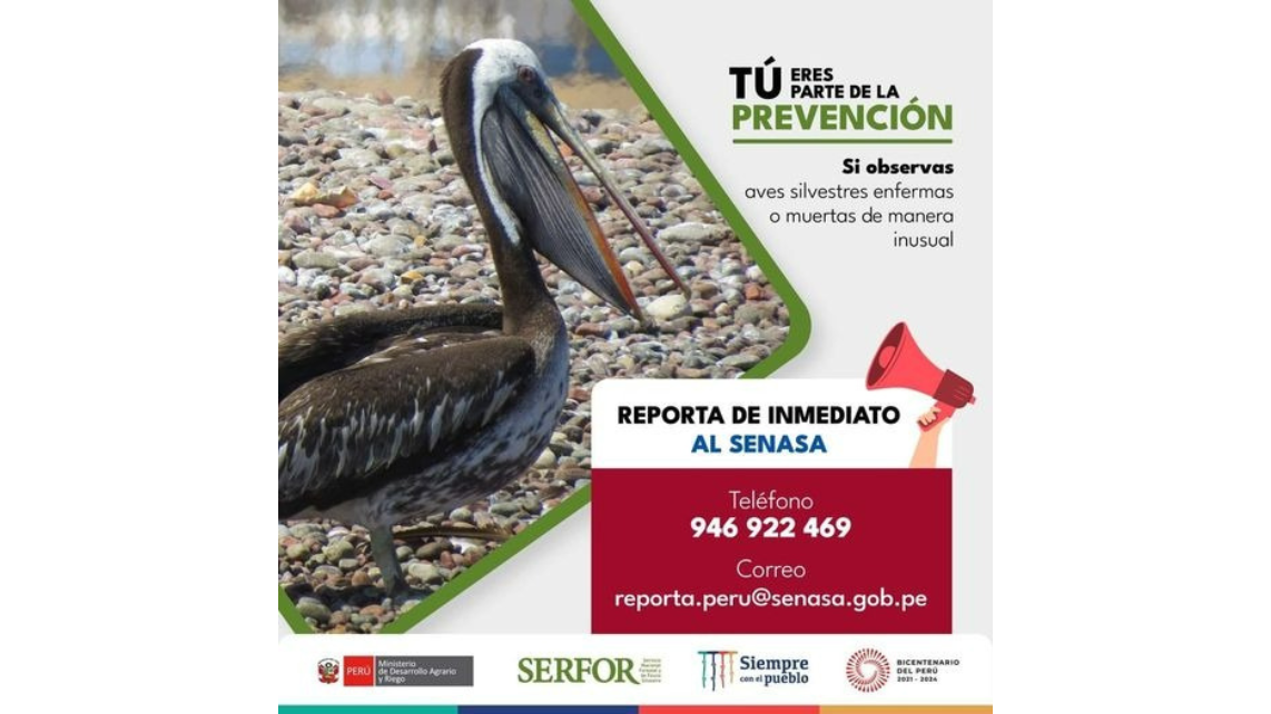 Si observas aves silvestres heridas o muertas, no los toques, no los manipules o entres en contacto con ellas.