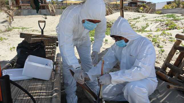 Alerta sanitaria del Senasa por influenza aviar