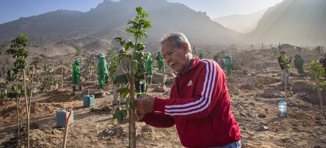 Siembran mil árboles en el parque ecológico forestal de La Molina