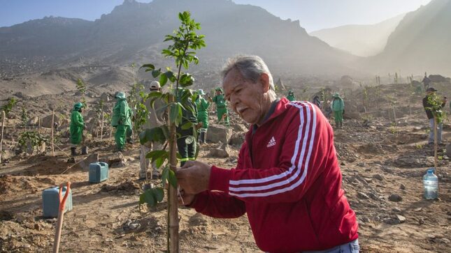 Siembran mil árboles en el parque ecológico forestal de La Molina