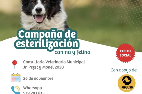 La Municipalidad de Lince y la Asociación Impulso Animal abrieron el programa de intervenciones quirúrgicas para canes y felinos del distrito, como parte de una campaña masiva de esterilizaciones promovida con costo social.
La jornada se realizará este sábado 26 de noviembre en la Veterinaria Municipal, ubicada en el jirón Pezet y Monel N° 2030. Para acceder a estas intervenciones, es necesario que los propietarios de los animales reserven una cita a través de los números 979283815 o 991330717. Todas las intervenciones se ejecutarán cumpliendo estrictamente con los protocolos sanitarios del caso.
La Municipalidad de Lince recordó que continúa trabajando para garantizar el bienestar de sus vecinos y generar conciencia sobre la verdadera responsabilidad que significa tener un perro o gato en el hogar, pues estos deben ser considerados como un miembro más de la familia.