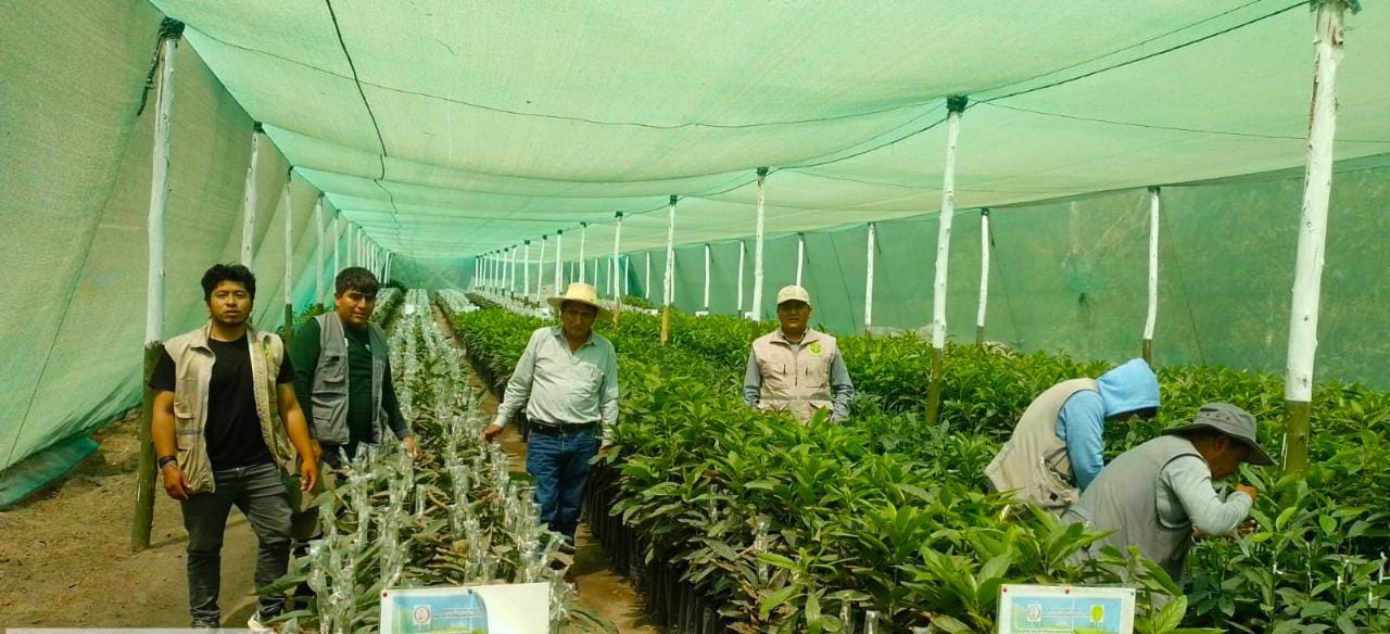Fotografía de los paltos y de las autoridades