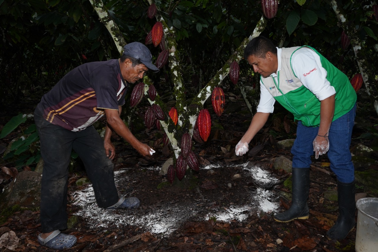 Cacao