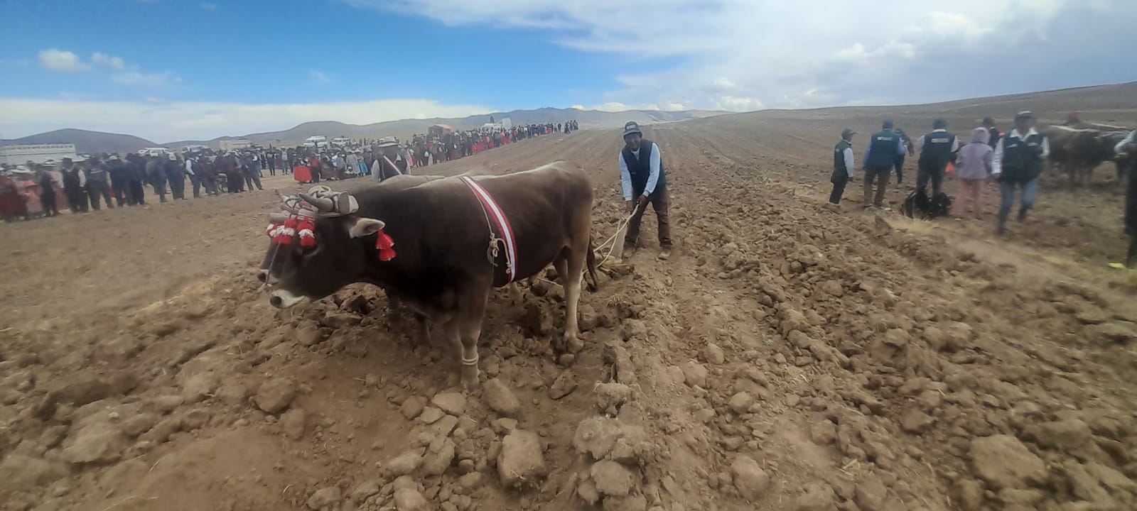 Puno pastos.