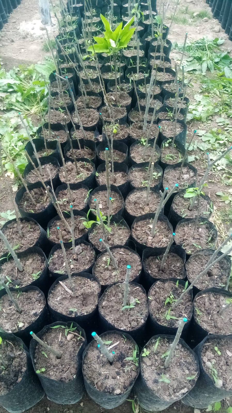 OBRAS ODEL 