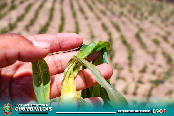 EL 01 Y 02 DE DICIEMBRE DEL PRESENTE AÑO, SE REGISTRÓ FUERTE DESCENSO DE TEMPERATURA EN EL DISTRITO DE SANTO TOMÁS, PROVINCIA DE CHUMBIVILCAS