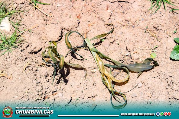 EL 01 Y 02 DE DICIEMBRE DEL PRESENTE AÑO, SE REGISTRÓ FUERTE DESCENSO DE TEMPERATURA EN EL DISTRITO DE SANTO TOMÁS, PROVINCIA DE CHUMBIVILCAS