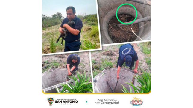 Agentes de Serenazgo salvaron a un cachorro de dos meses que había caído a un pozo de dos metros de profundidad.