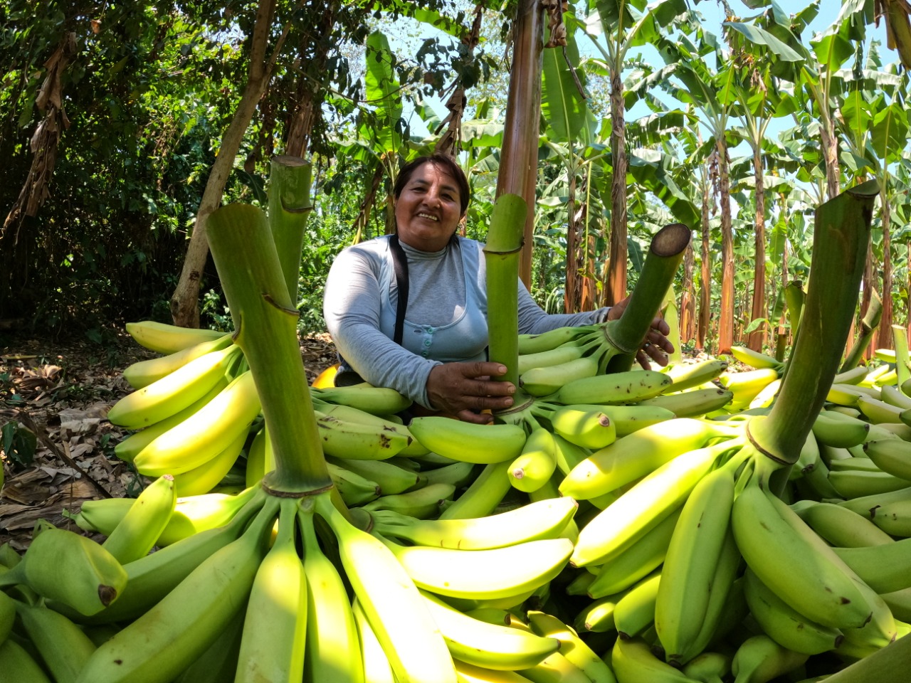 Plátano