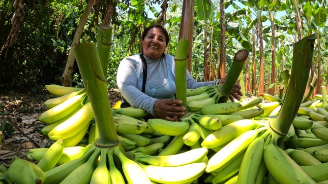 Plátano