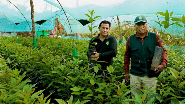 Beneficiarios del proyecto Agroforestal La Mar y Huanta recibirán plantones de especies forestales y frutales