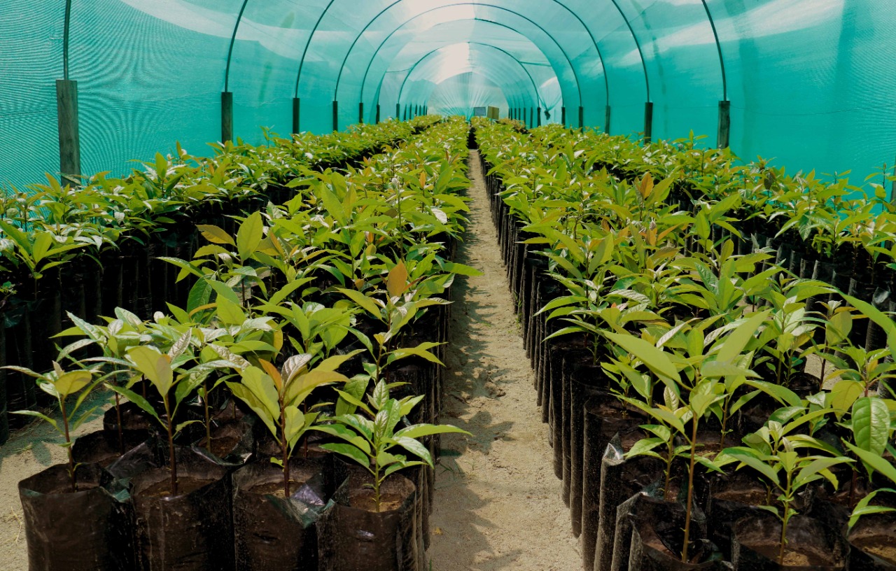 Beneficiarios del proyecto Agroforestal La Mar y Huanta recibirán plantones de especies forestales y frutales