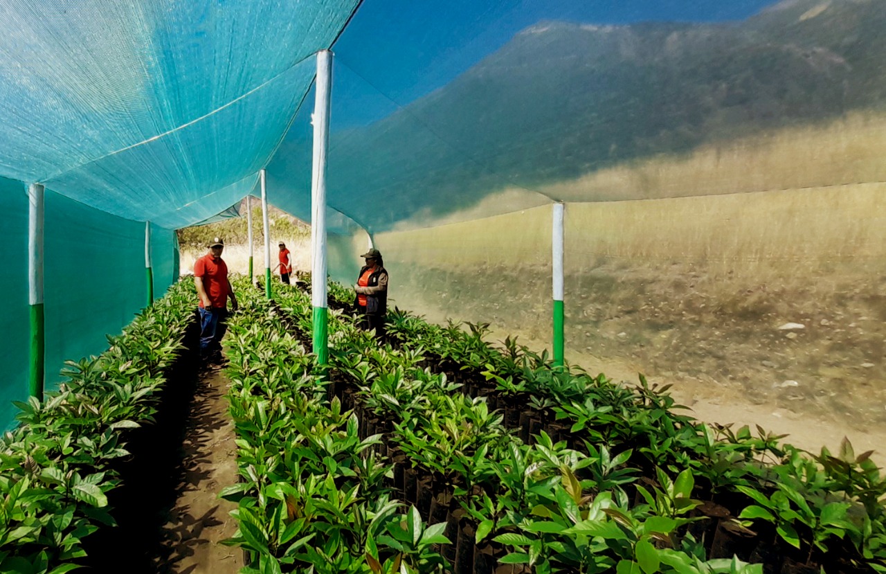 Beneficiarios del proyecto Agroforestal La Mar y Huanta recibirán plantones de especies forestales y frutales