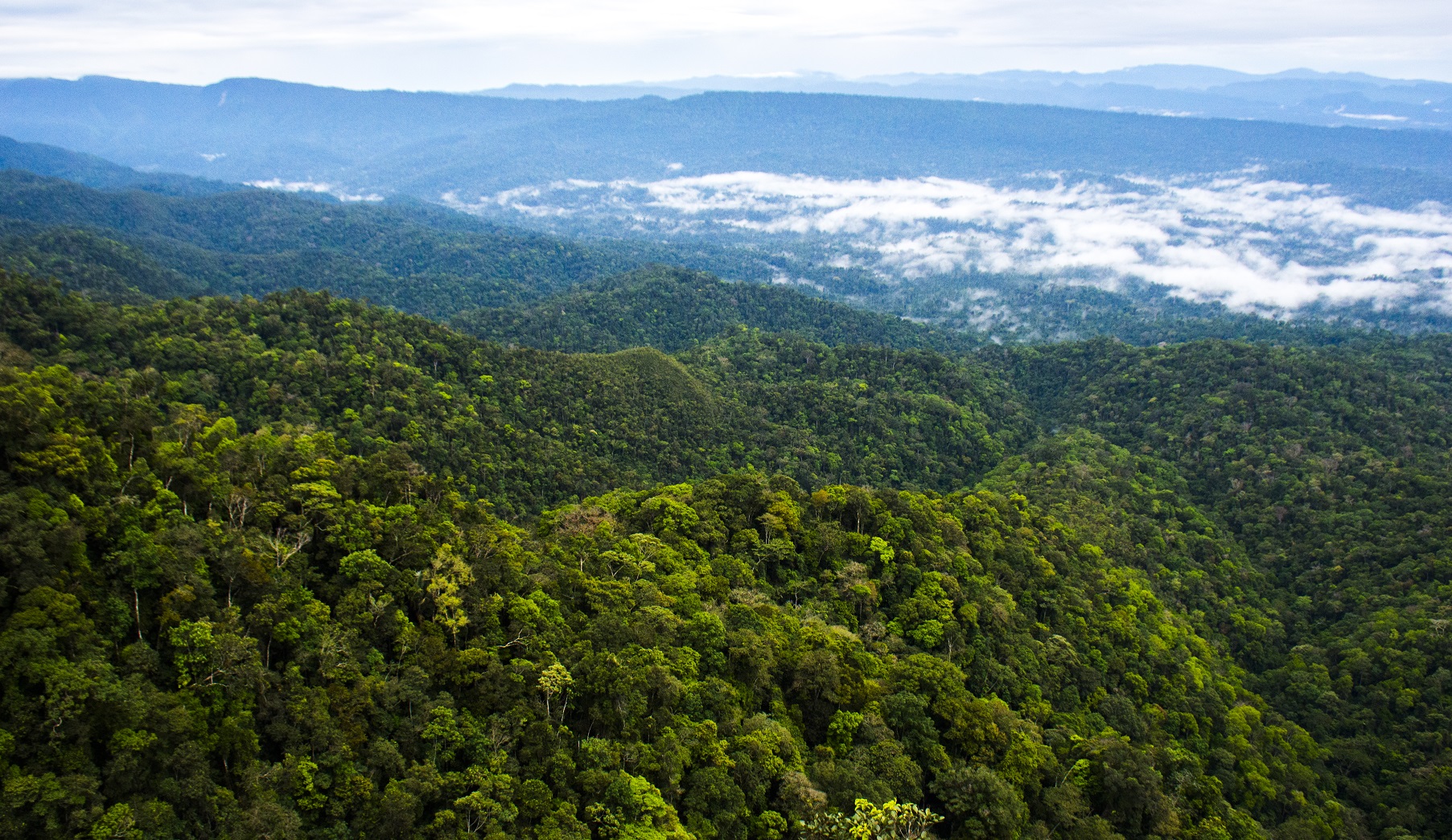 Deforestación en áreas naturales protegidas es una actividad ilegal tipificada como delito grave.