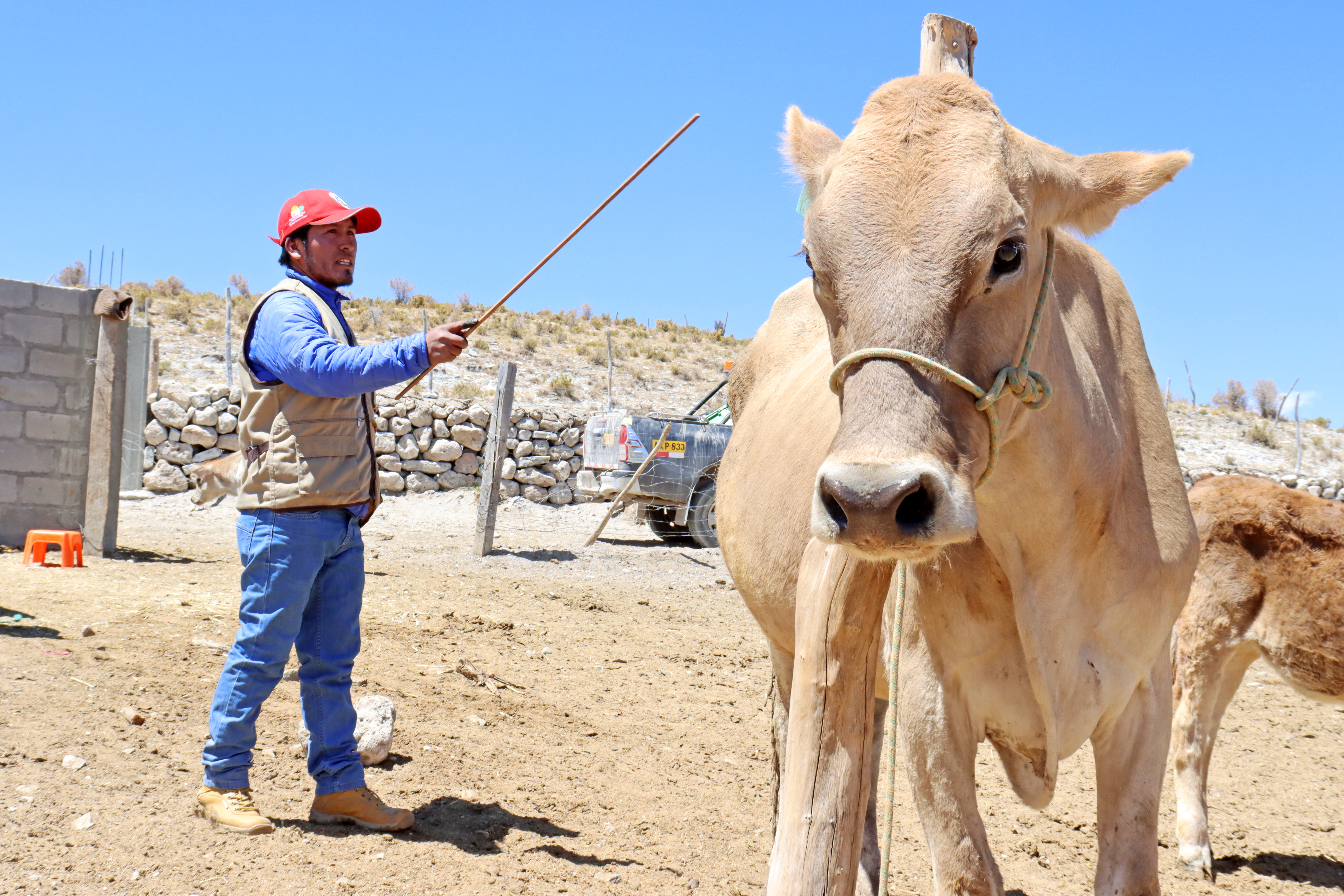 Proyecto Bovino Parinacochas realiza registro genealógico y evaluación lineal para potenciar trabajos de mejoramiento genético