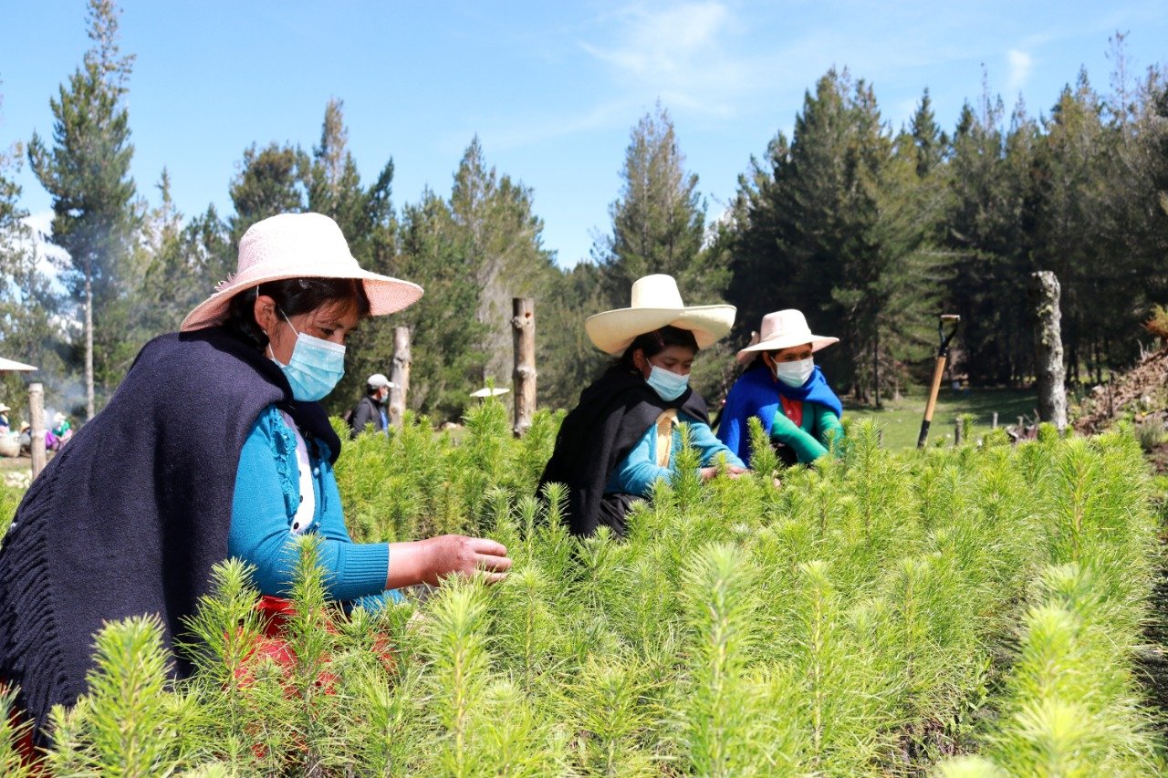 Más de 2 millones 800 mil plantones de forestales y cultivos alternativos se sembraron durante los 4 años de gestión municipal