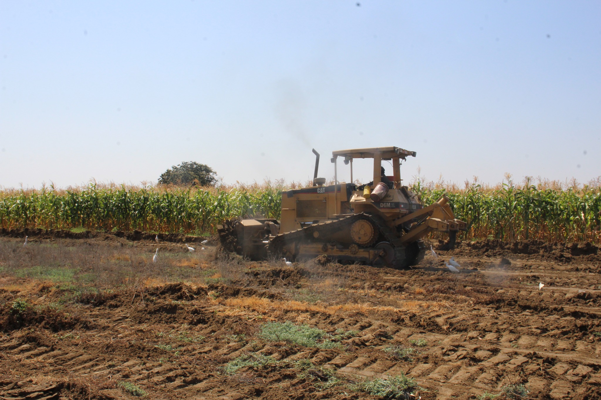 Maquinaria Realiza Trabajos en Terreno Agrícola