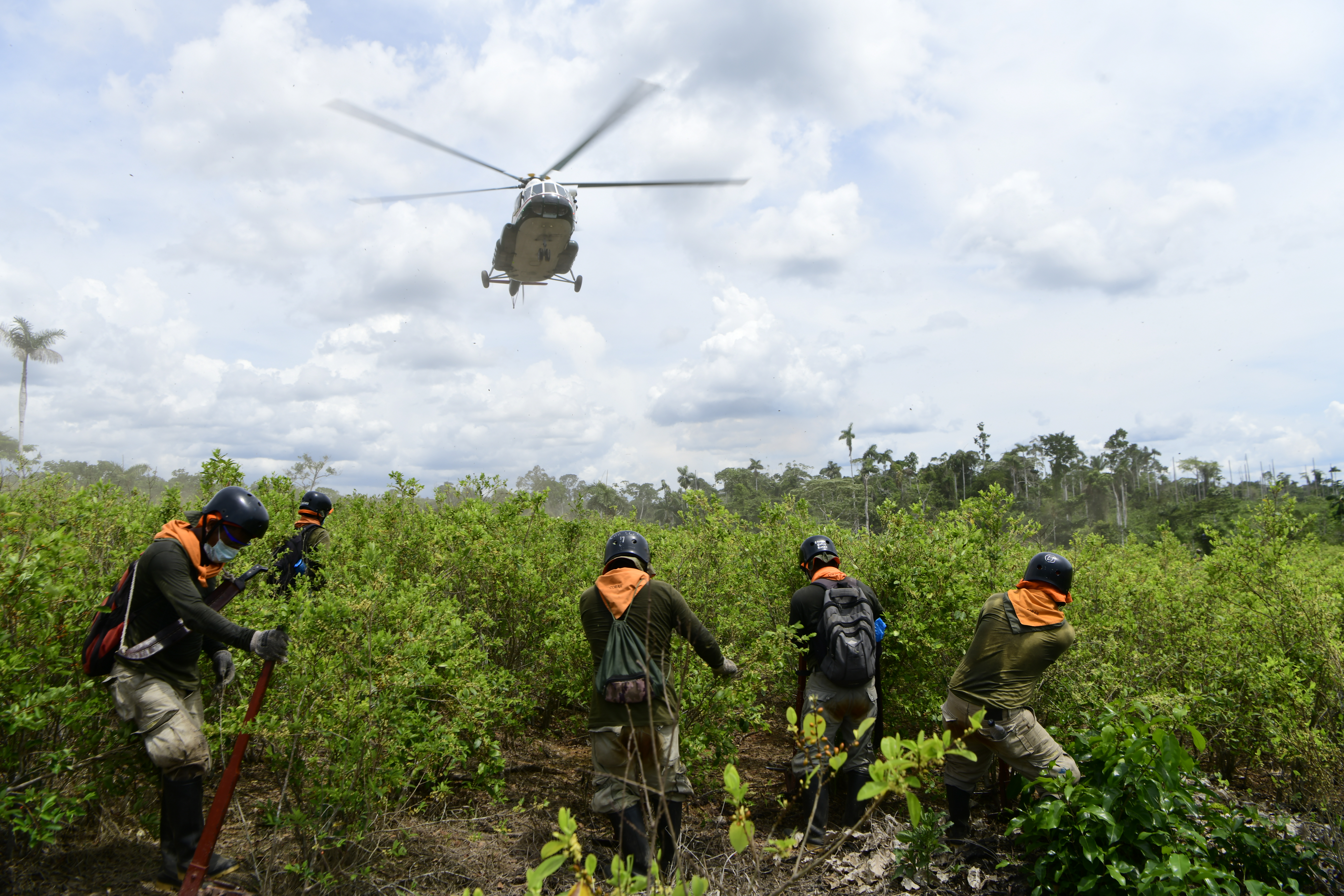 Mininter cierra el año erradicando más de 21 600 hectáreas de cultivos ilegales de hoja de coca 