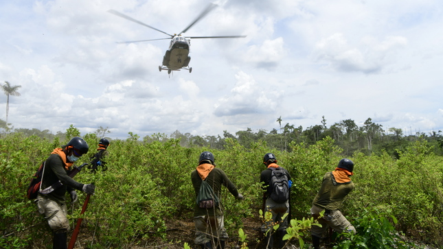 Mininter cierra el año erradicando más de 21 600 hectáreas de cultivos ilegales de hoja de coca 