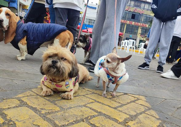 Se desarrolla la V campaña veterinaria a costo social