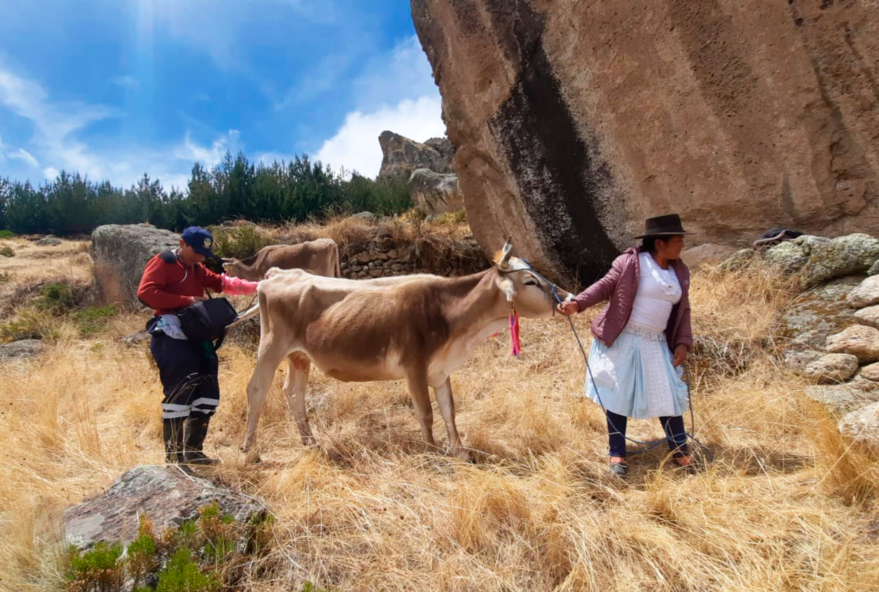 Realizan seguimiento y diagnóstico de preñez a ejemplares de ganado vacuno de Huanca Sancos
