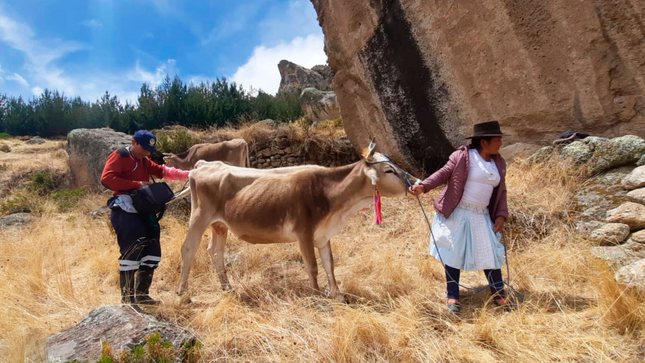 Realizan seguimiento y diagnóstico de preñez a ejemplares de ganado vacuno de Huanca Sancos