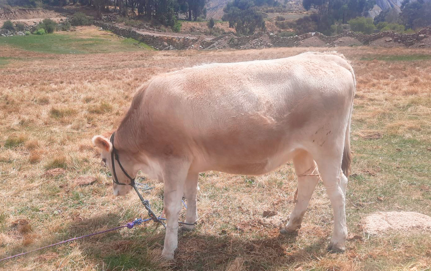 Realizan seguimiento y diagnóstico de preñez a ejemplares de ganado vacuno de Huanca Sancos
