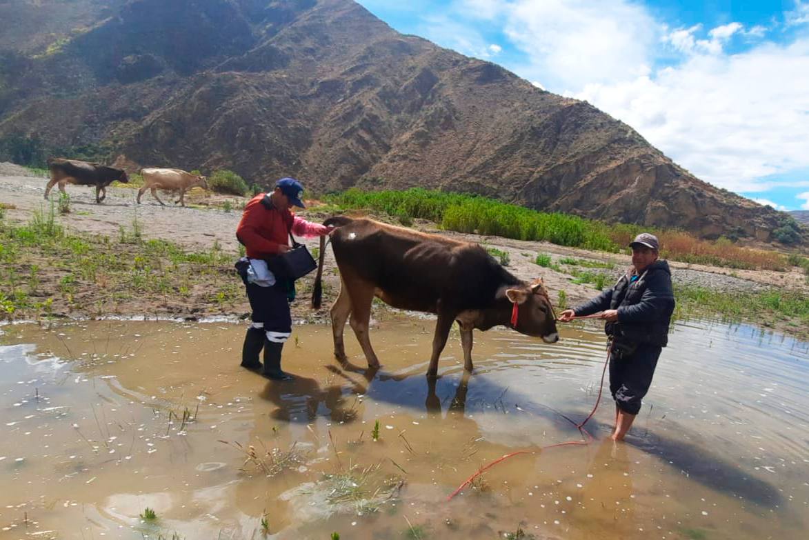 Realizan seguimiento y diagnóstico de preñez a ejemplares de ganado vacuno de Huanca Sancos
