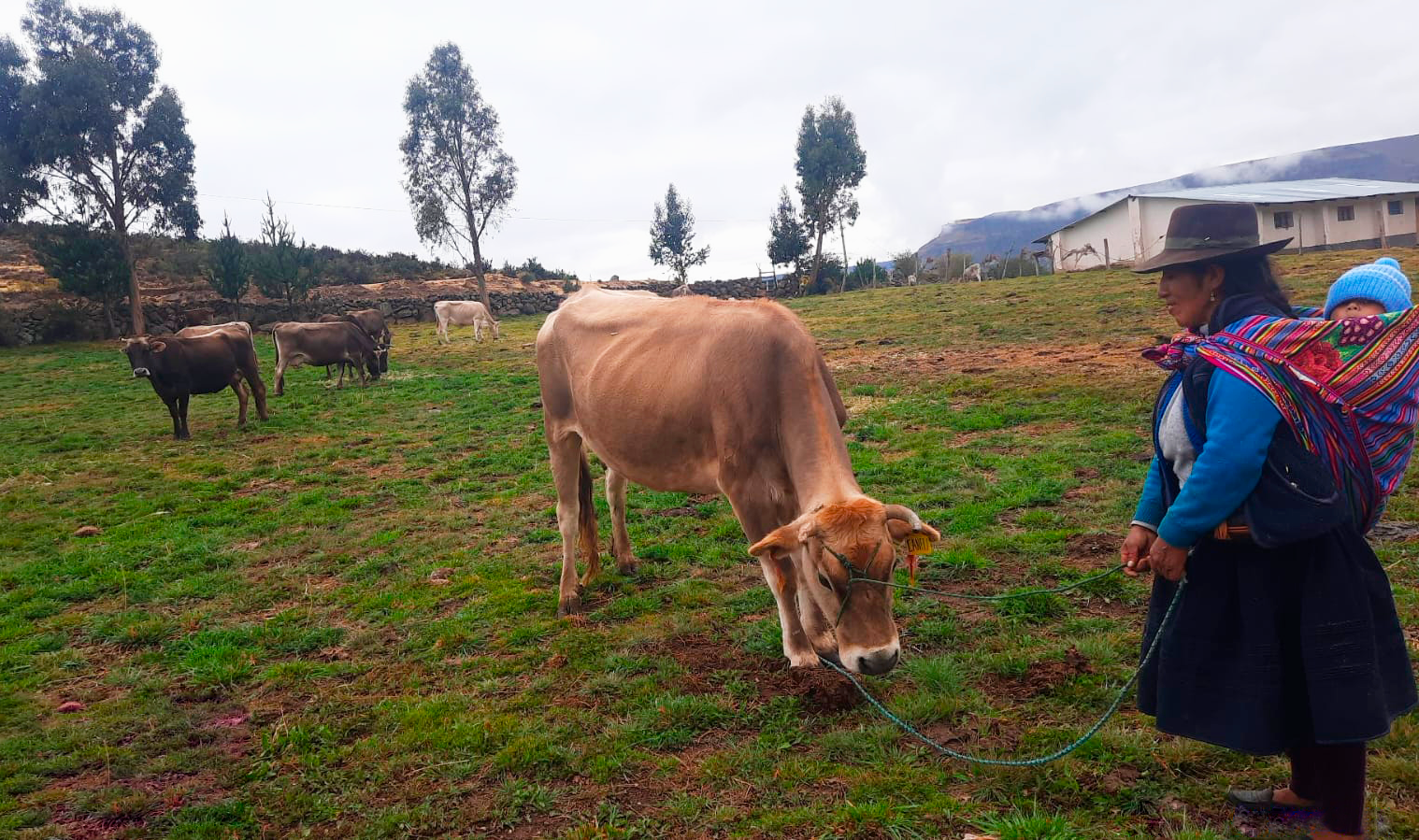 Realizan seguimiento y diagnóstico de preñez a ejemplares de ganado vacuno de Huanca Sancos