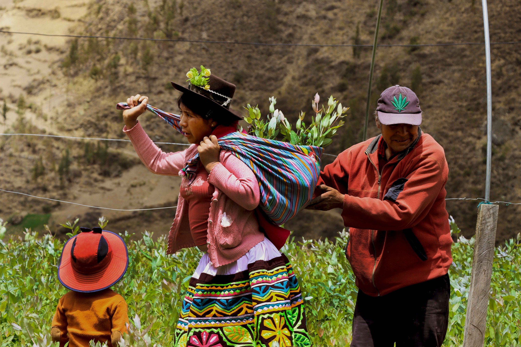 Proyecto Agroforestal entregó 96 millares de plantones frutales y forestales en los distritos de Chaca y San Miguel