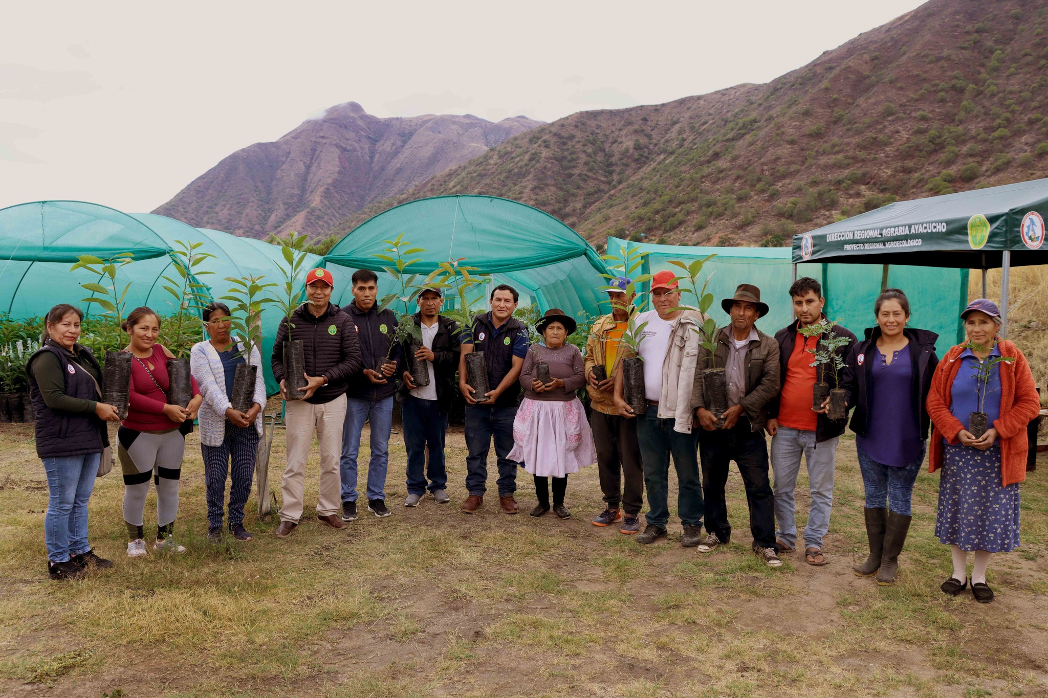 Proyecto Agroforestal entregó 96 millares de plantones frutales y forestales en los distritos de Chaca y San Miguel